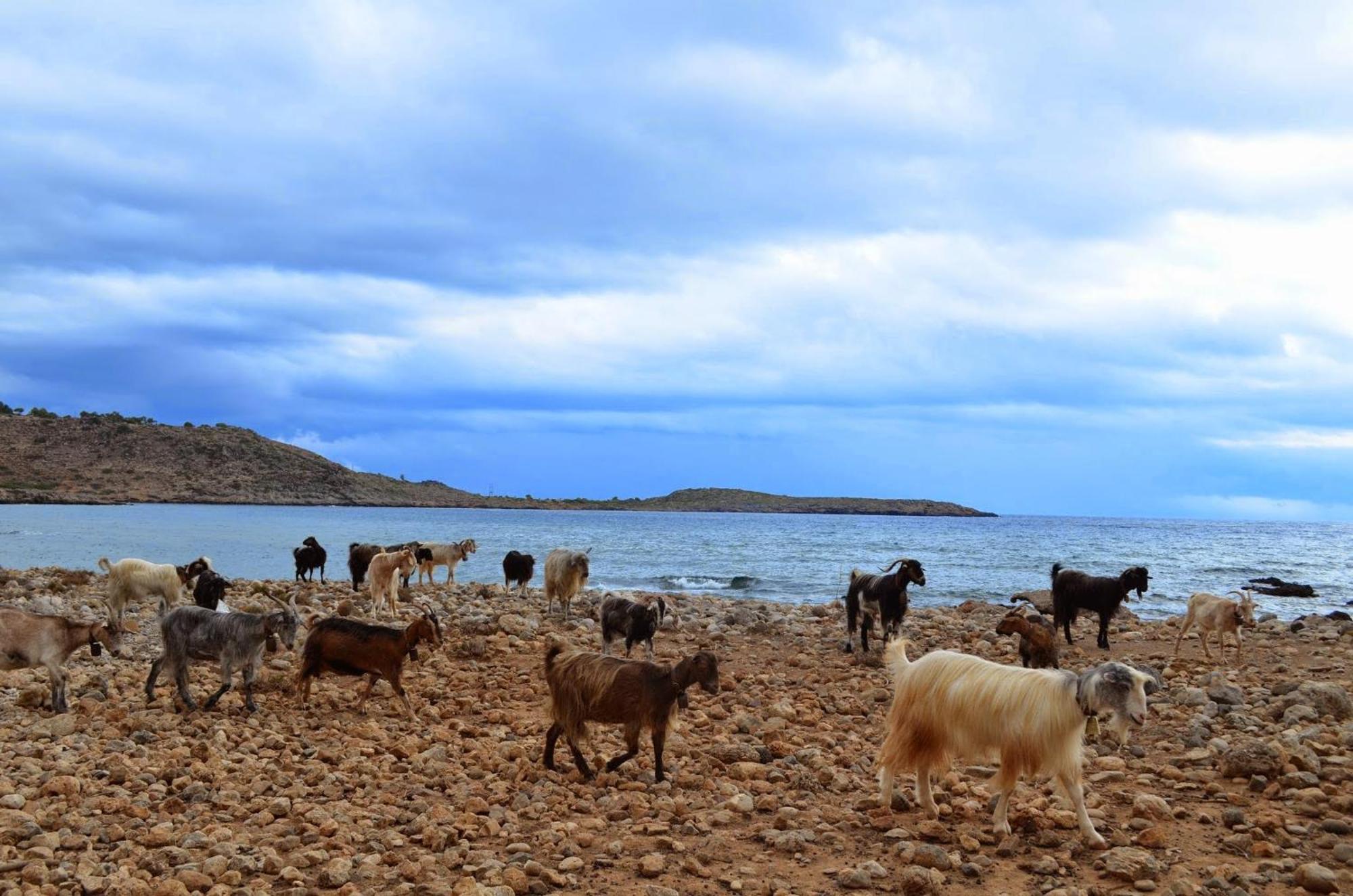 Georgoshouse Lykos Beach Sfakia Livaniana Exterior foto