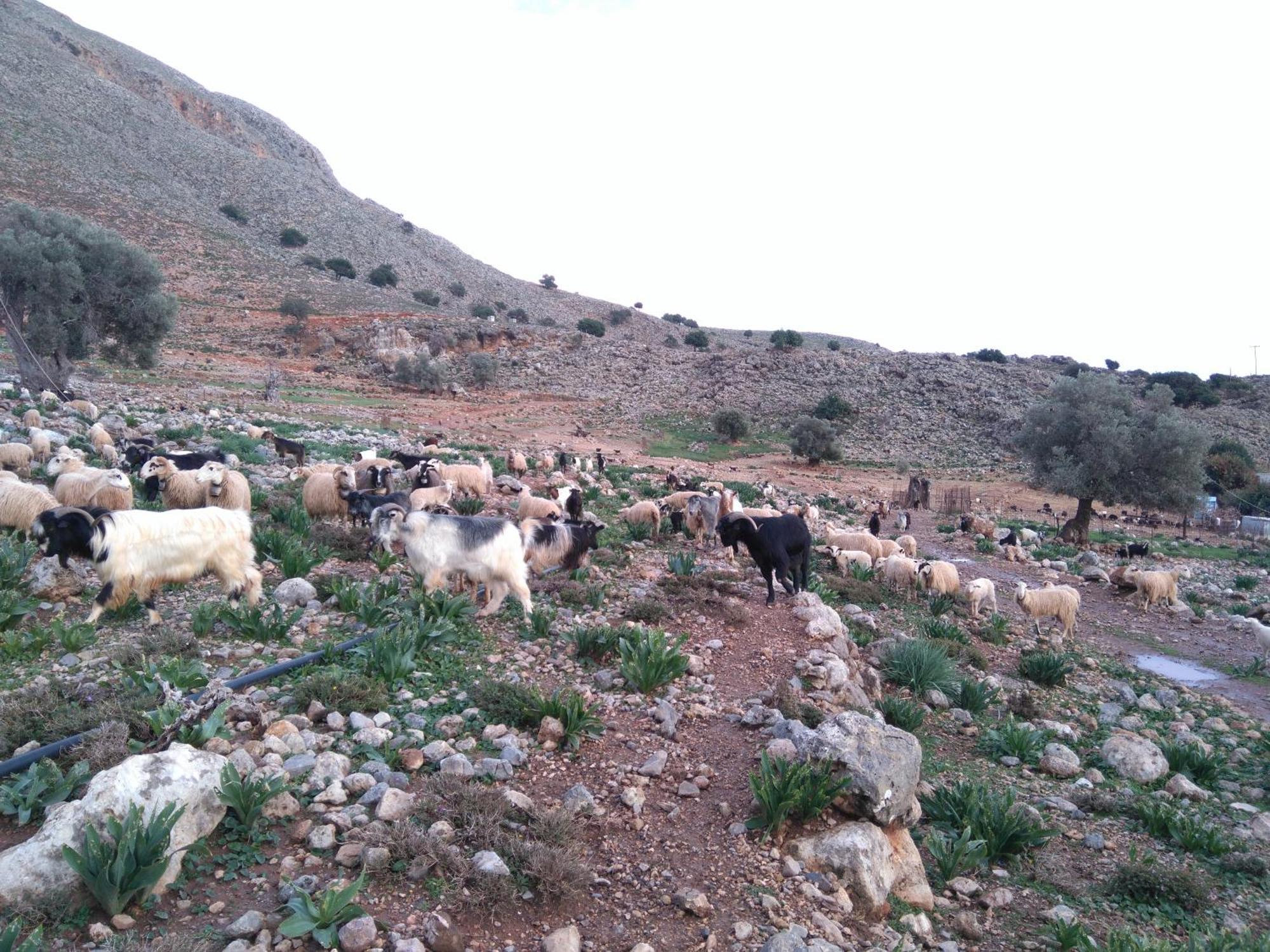Georgoshouse Lykos Beach Sfakia Livaniana Exterior foto