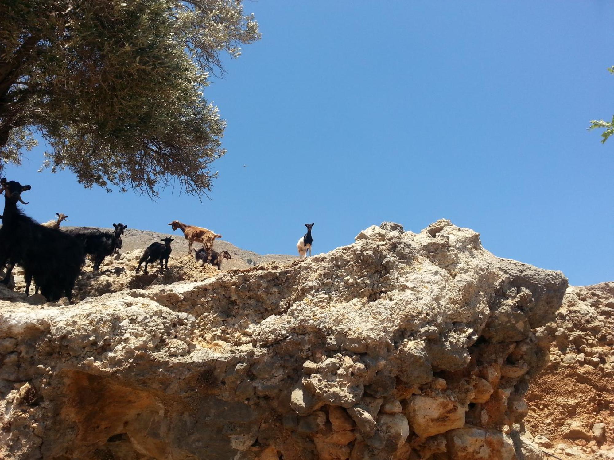 Georgoshouse Lykos Beach Sfakia Livaniana Exterior foto