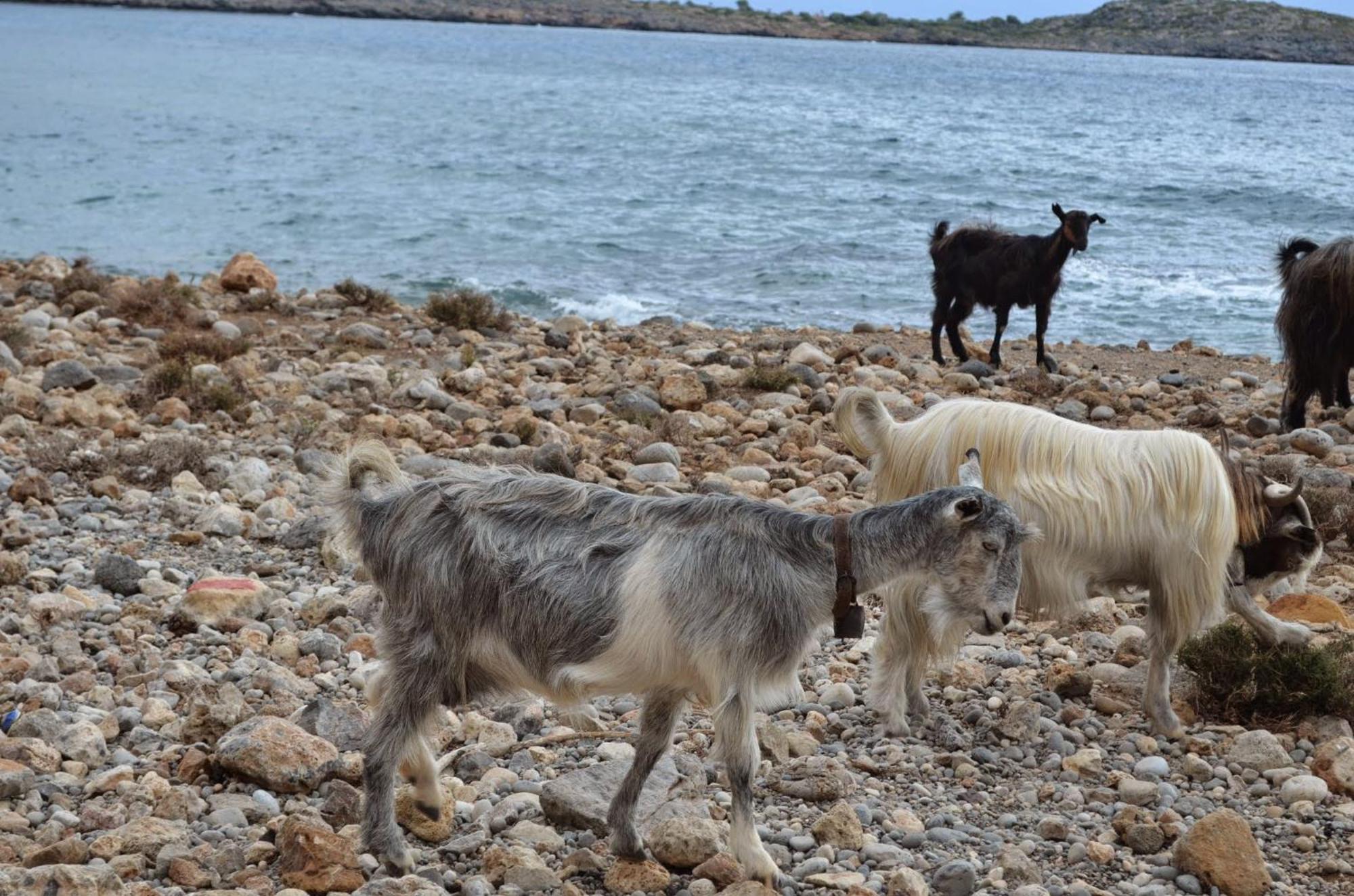 Georgoshouse Lykos Beach Sfakia Livaniana Exterior foto